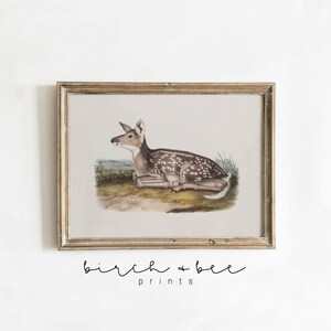 May include: A vintage illustration of a fawn lying down in a grassy field. The fawn is brown with white spots and has large ears. The illustration is framed in a light wood frame.