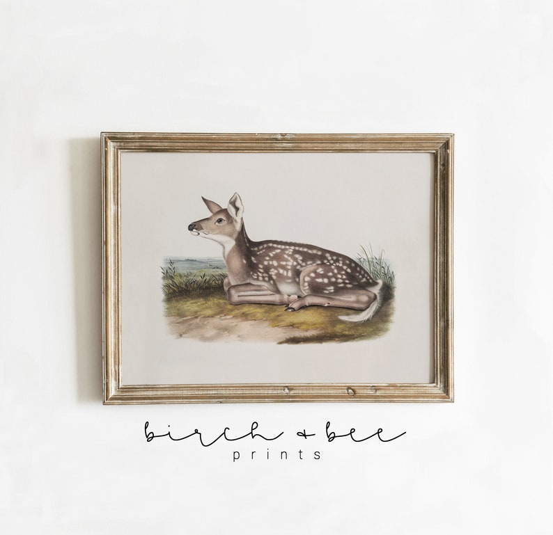 May include: A vintage illustration of a fawn lying down in a grassy field. The fawn is brown with white spots and has large ears. The illustration is framed in a light wood frame.