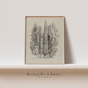 Vintage Tree Sketch | Cypress Tree Art | Printable #51