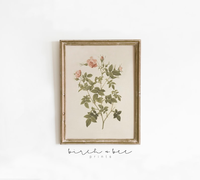 May include: A framed botanical print of a pink rose with green leaves and stems. The frame is a light gold color and has a simple design. The print is titled "birch + bee prints".