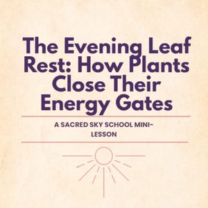 May include: A beige background with purple text that reads "The Evening Leaf Rest: How Plants Close Their Energy Gates." Below the text is "A SACRED SKY SCHOOL MINI-LESSON."