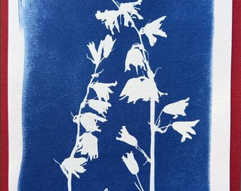 A6 bluebell cyanotype