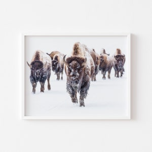 Printable Wall Art, American Buffalo Print, Wild Bison Photography, Americana, Southwestern Decor, Western Poster