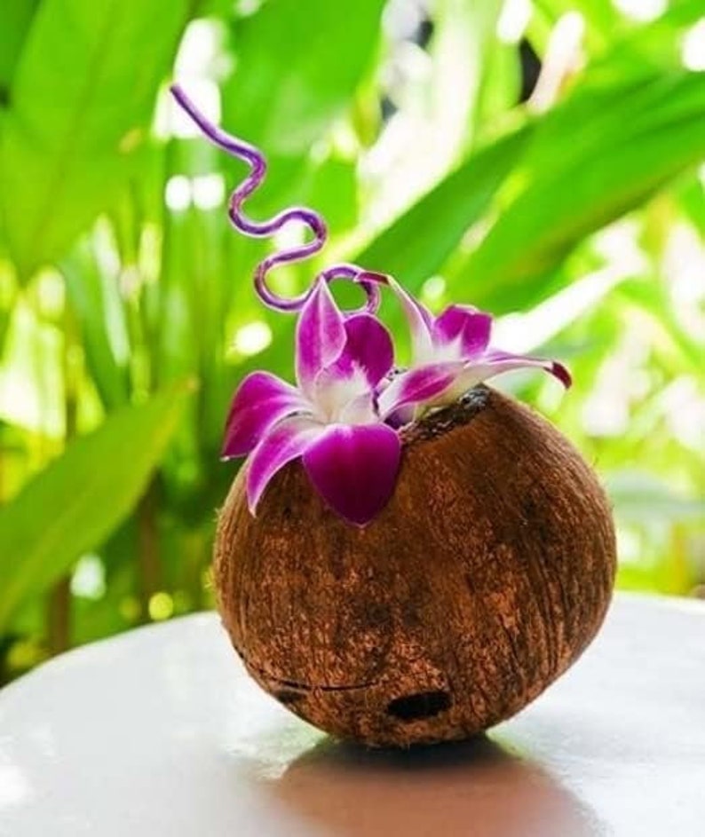 Puede incluir: Un jarr&oacute;n de c&aacute;scara de coco marr&oacute;n contiene vibrantes orqu&iacute;deas moradas y blancas. Un tallo rizado morado se extiende hacia arriba. El fondo presenta un exuberante follaje verde, creando una est&eacute;tica tropical.