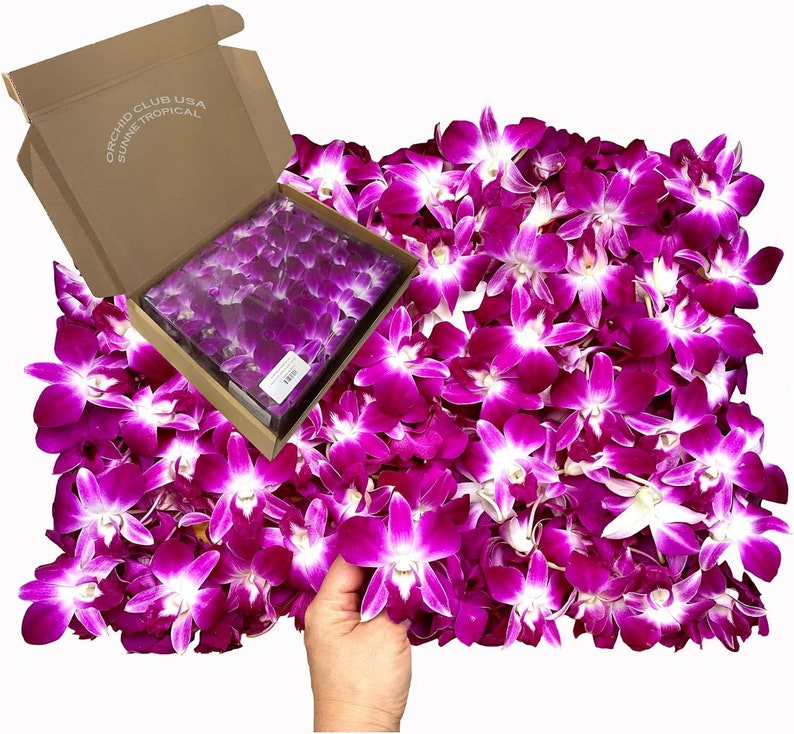 Puede incluir: Una caja de orqu&iacute;deas moradas vibrantes con centros blancos, desbord&aacute;ndose sobre una superficie blanca. La caja est&aacute; abierta, revelando m&aacute;s orqu&iacute;deas, y tiene el texto "ORCHID CLUB USA SUNNNE TROPICAL". Una mano sostiene una sola orqu&iacute;dea.