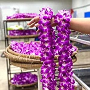 Puede incluir: Dos hebras de vibrantes leis de orqu&iacute;deas moradas se sostienen, mostrando su intrincado arreglo floral. Los leis son de un morado intenso con acentos blancos, y se sostienen frente a un estante de leis similares.