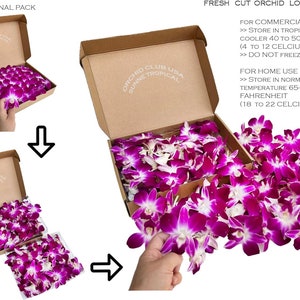 Puede incluir: Flores de orqu&iacute;deas cortadas frescas en flor suelta en una caja de cart&oacute;n. Las orqu&iacute;deas son de color p&uacute;rpura y blanco vibrantes. Se incluyen instrucciones para uso comercial y dom&eacute;stico. El texto de la caja dice "Orchid Club USA Sunne Tropical".