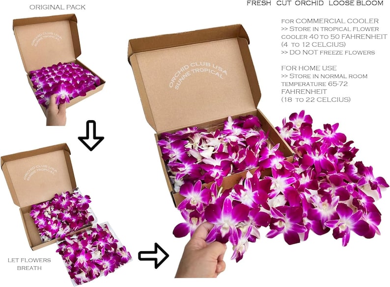 Puede incluir: Flores de orqu&iacute;deas cortadas frescas en flor suelta en una caja de cart&oacute;n. Las orqu&iacute;deas son de color p&uacute;rpura y blanco vibrantes. Se incluyen instrucciones para uso comercial y dom&eacute;stico. El texto de la caja dice "Orchid Club USA Sunne Tropical".
