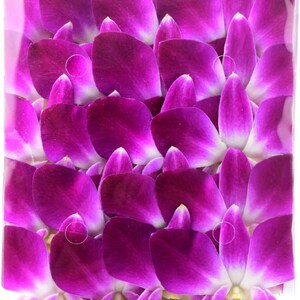 Puede incluir: Primer plano de una colecci&oacute;n de vibrantes p&eacute;talos de orqu&iacute;dea morados. Los p&eacute;talos est&aacute;n dispuestos en un patr&oacute;n en capas, con un degradado de color del morado oscuro al blanco. La imagen es un primer plano, que muestra la textura y el detalle de los p&eacute;talos.