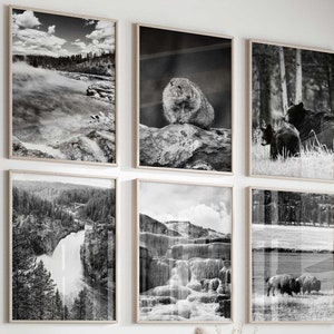 May include: A gallery wall featuring six black and white framed prints depicting nature scenes, including a geyser, a marmot, a bear, a waterfall, terraced pools, and bison, arranged in two rows above a light gray curved sofa and round table.