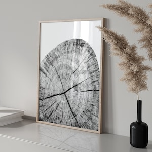 May include: A black and white photograph of a tree trunk cross-section in a simple wooden frame. The photo is displayed on a light gray shelf with a white orb and books.