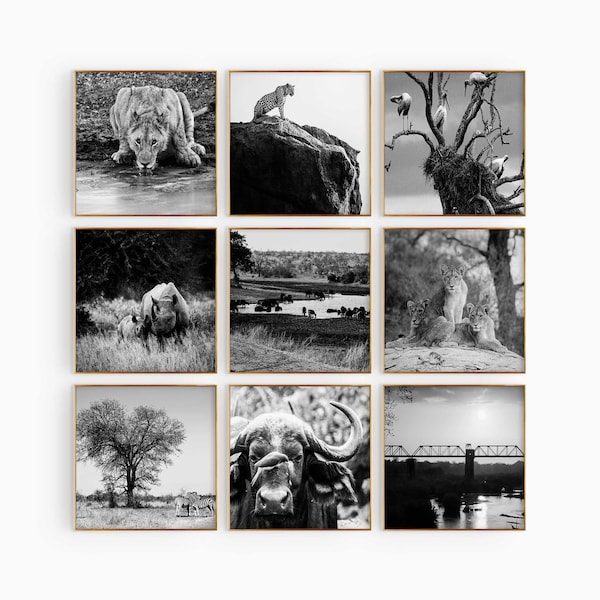 Kruger National Park South Africa Set of 9 Square Prints – Black and White Photo 9 Piece Wall Art – Travel Digital Download Gallery Posters