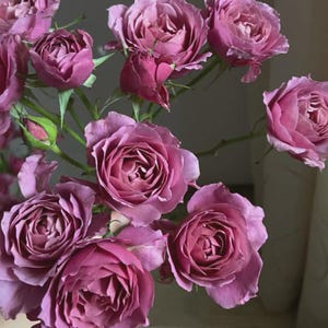 May include: A bouquet of mauve roses in various stages of bloom, from tight buds to fully opened flowers. The roses have multiple layers of petals and are set against a soft, neutral background. The stems are green.