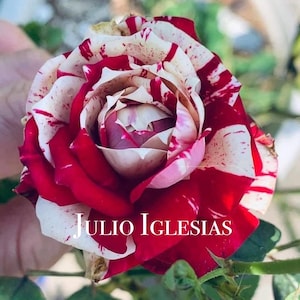 May include: Close-up of a rose with red and white striped petals. The rose has a layered structure, with the inner petals a deep red and the outer petals a mix of red stripes and white. The text "Julio Iglesias" is displayed across the bottom.