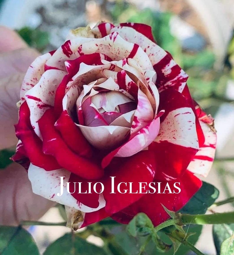 May include: Close-up of a rose with red and white striped petals. The rose has a layered structure, with the inner petals a deep red and the outer petals a mix of red stripes and white. The text "Julio Iglesias" is displayed across the bottom.