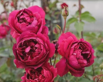 Autumn Rouge Japanese Shrub Rose Repeat Blooming Own Root