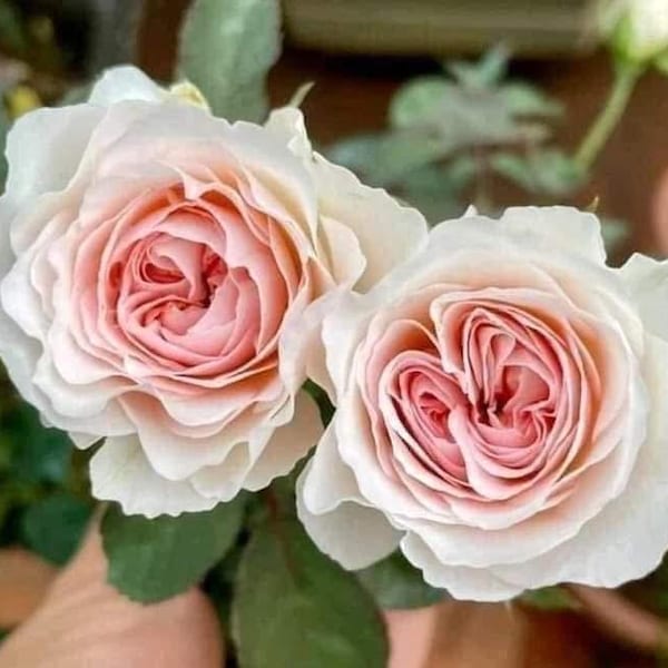 Rosa de floristería americana Tranquility Light Fragrant con raíz propia