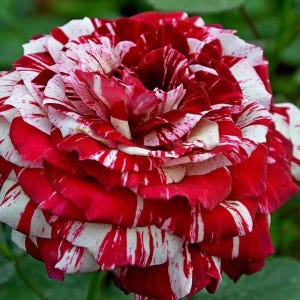 May include: Close-up of a vibrant rose with red and white striped petals. The flower's layers are fully open, showcasing a mix of deep red and bright white streaks. The rose is in full bloom, with a soft green background.
