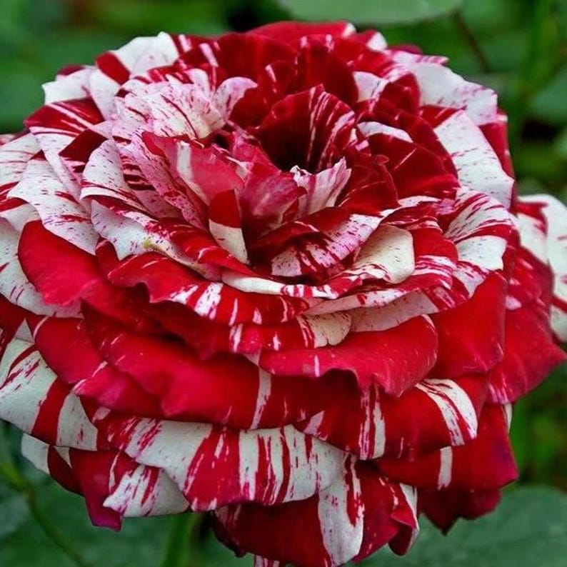 May include: Close-up of a vibrant rose with red and white striped petals. The flower's layers are fully open, showcasing a mix of deep red and bright white streaks. The rose is in full bloom, with a soft green background.