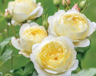 Auseasel Vanessa Bell English Medium Shrub Rose Cup-Shaped Very Fragrance Repeat Blooming Own Root