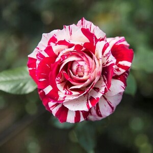 May include: A close-up of a rose with red and white striped petals. The flower is in full bloom, with a spiral pattern at the center. The background is a blurred green.
