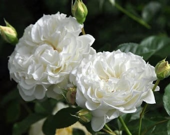 Sur la Neige White Shrub Rose: Strong Fragrance, Repeat Blooming