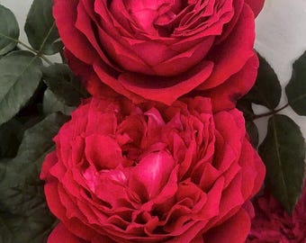 Janice Kellogg French Shrub Rose Own Root