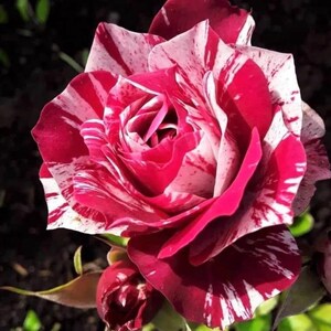 May include: Close-up of a vibrant rose with a striking pattern of red and white stripes. The petals are fully open, revealing the intricate layers of the flower. A small bud is visible below the main bloom, set against a dark background.