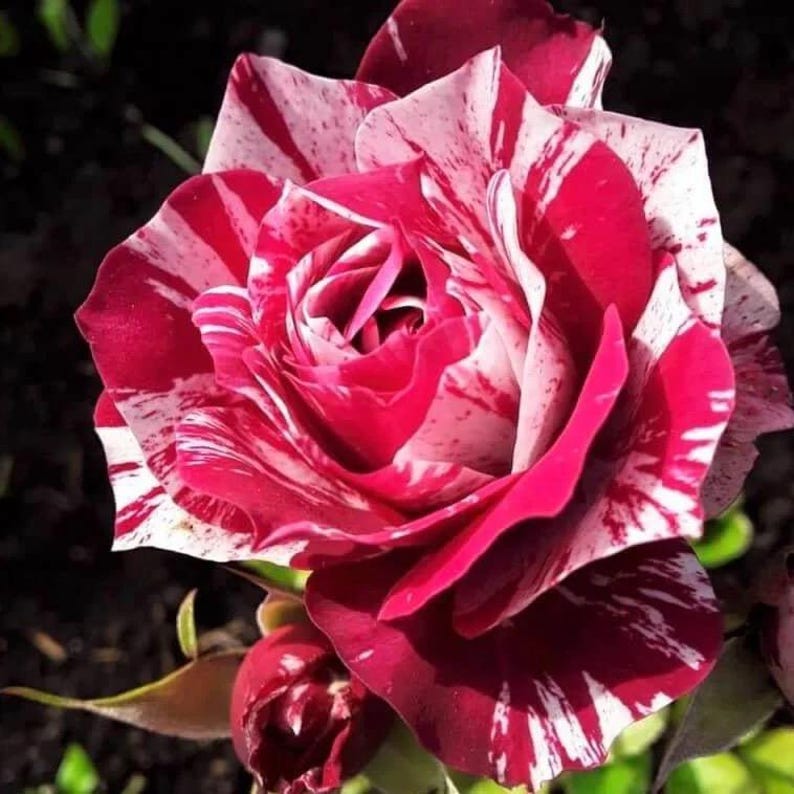 May include: Close-up of a vibrant rose with a striking pattern of red and white stripes. The petals are fully open, revealing the intricate layers of the flower. A small bud is visible below the main bloom, set against a dark background.