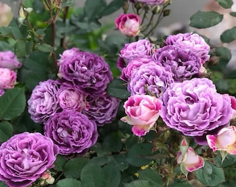 Huddersfield Choral Society English Garden Shrub Rose Purple and White Blooms Own Root