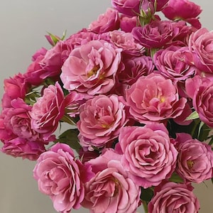 May include: A close-up of a bouquet of pink roses. The roses are in full bloom, with multiple layers of petals. The color of the roses varies from a deep magenta to a lighter pink. The background is a soft, neutral color.