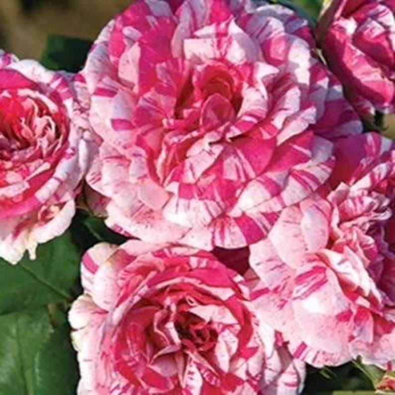 May include: Close-up of several roses with a striking pattern of pink and white stripes. The petals are tightly packed, creating a full, textured appearance. Green leaves provide a contrasting backdrop to the vibrant blooms. The roses are in full bloom.