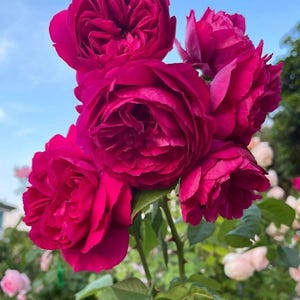 May include: A cluster of vibrant, deep magenta roses in full bloom. The petals are densely packed, creating a layered effect. Green leaves and stems support the flowers against a backdrop of a blue sky and other roses.