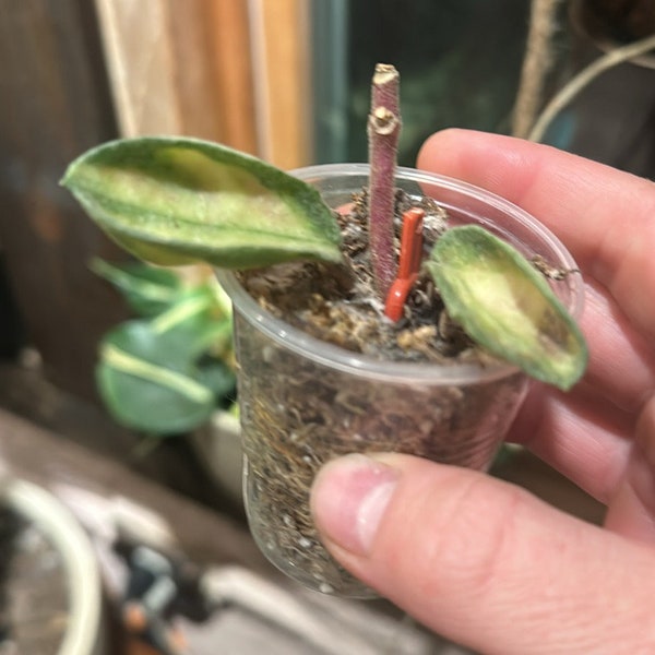 Hoya argéntea cutting semi rooted