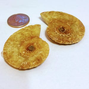 Large Light Ammonite Pair