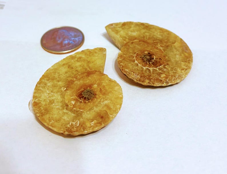Large Light Ammonite Pair