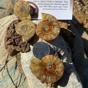 May include: Several fossilized ammonite shells with spiral patterns are displayed on a rock. The shells vary in size and color, ranging from light brown to amber. A quarter is placed near one shell for size comparison. A sign provides information about ammonites.