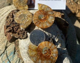 Ammonite Fossil, Polished Fossil, Polished Ammonite Fossil, Gift for Children, Gift for Boys, Childrens Collectables, Stocking Stuffer