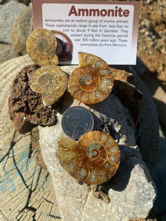 Ammonite Fossil, Polished Fossil, Polished Ammonite Fossil, Gift for Children, Gift for Boys, Childrens Collectables, Stocking Stuffer