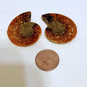 Large Dark Ammonite Pair