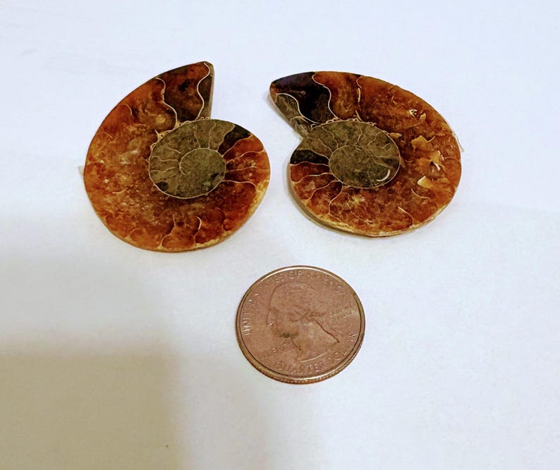 Large Dark Ammonite Pair