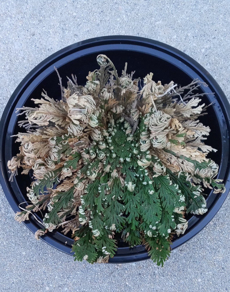 Rose Of Jericho Resurrection Plant Etsy