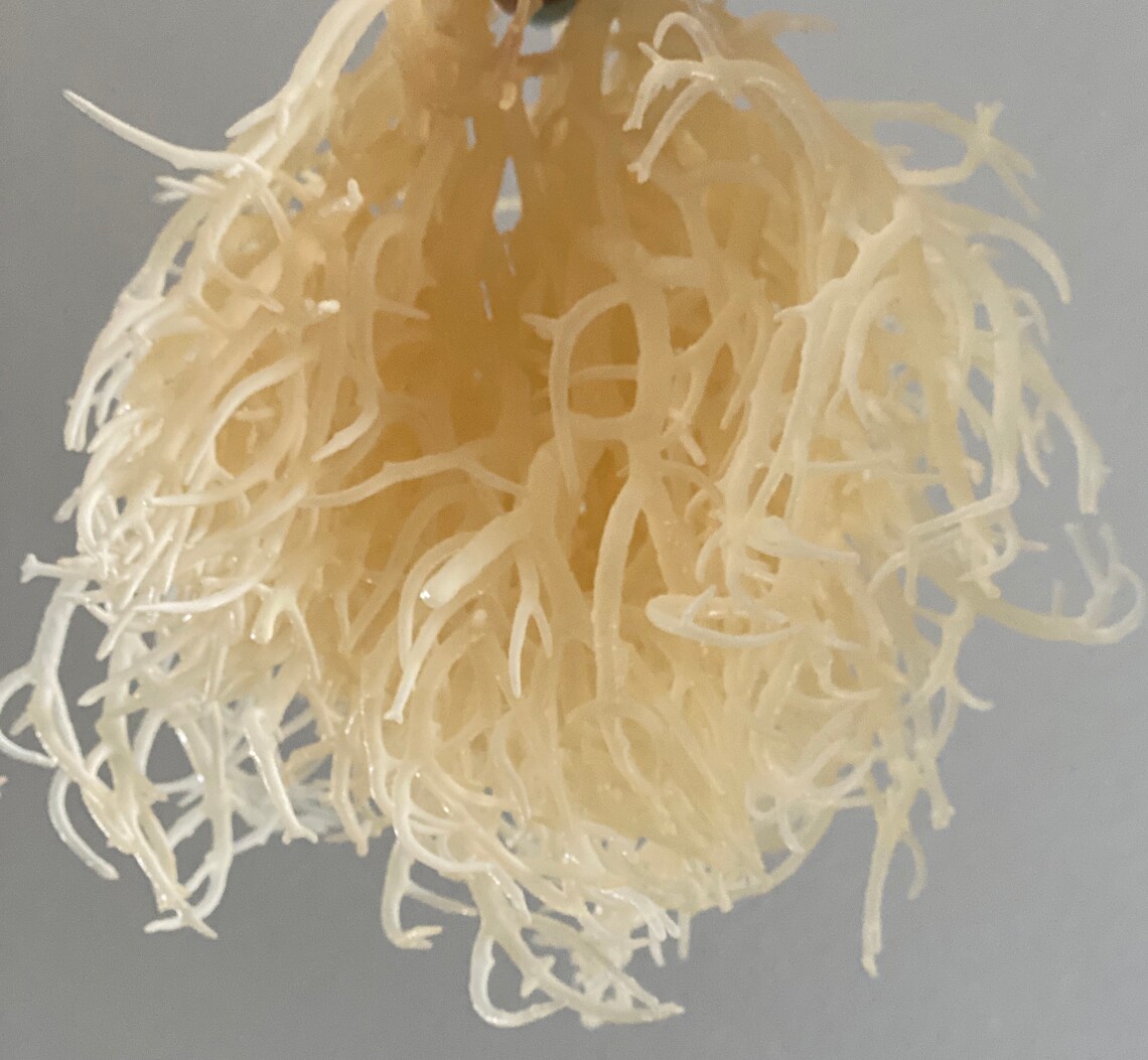 Dried Irish Sea moss Etsy