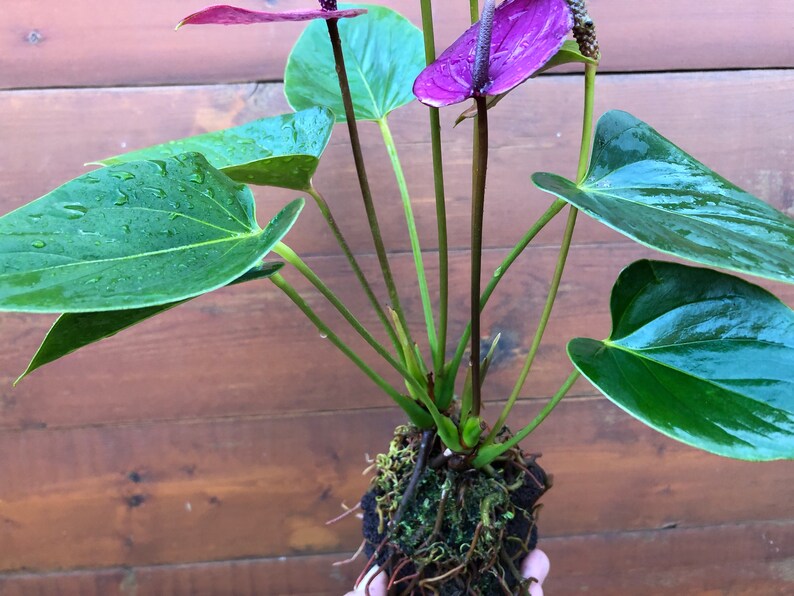 Purple Anthurium Lava Rock Plant Maui Plants Hawaii Plants