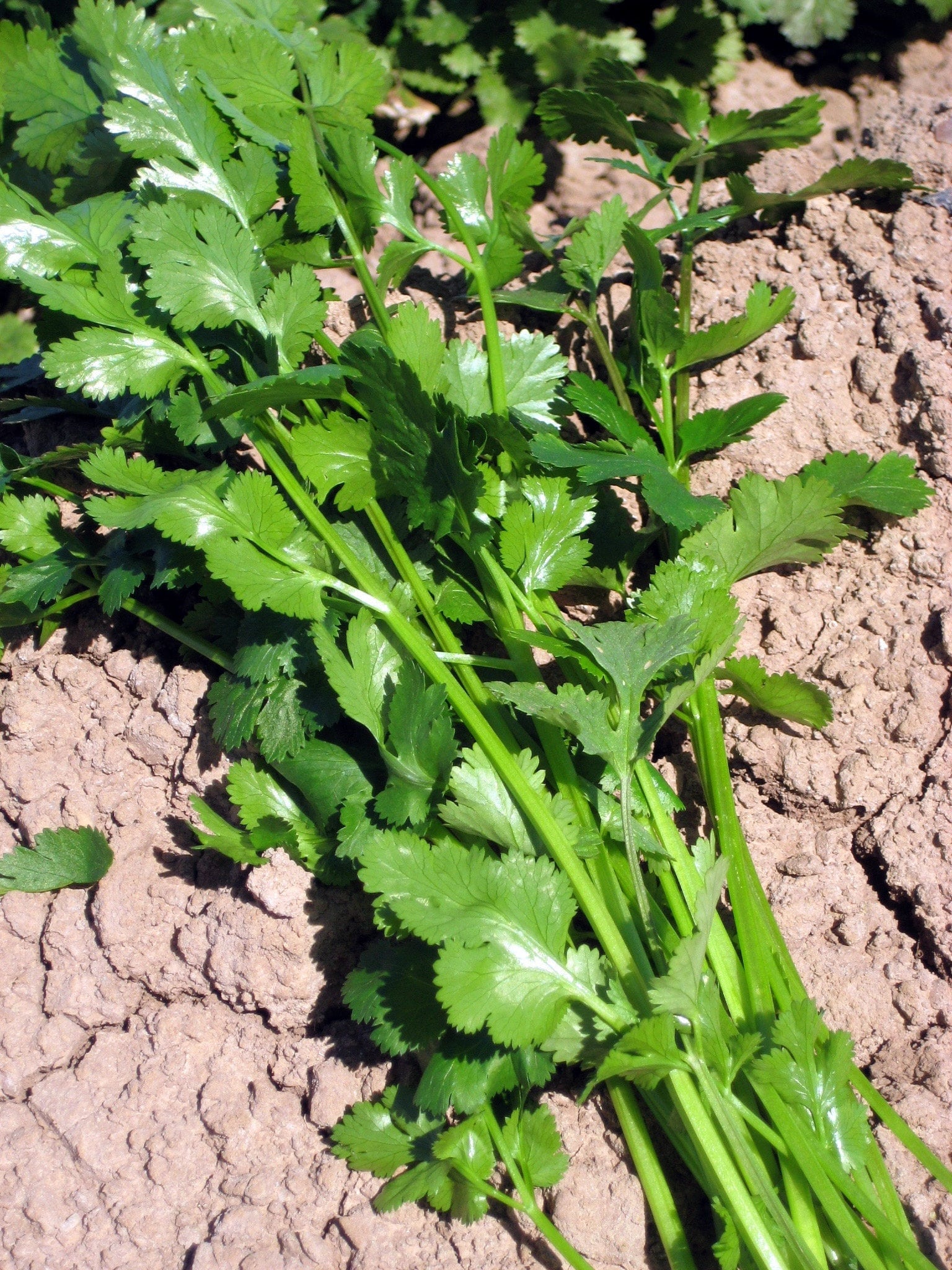 Cilantro GLDC American Long Standing Etsy