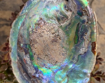 Natural Abalone Shell - Iridescent Mother of Pearl Decor
