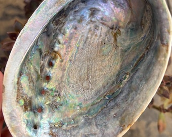 Natural Paua Shell, Abalone Shell Dish, New Zealand Shell, Smudge Bowl, Jewellery Dish, Ocean Decor, Spiritual Gift