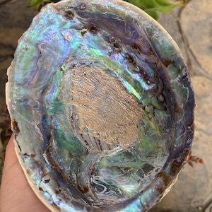 May include: Abalone shell with iridescent colors of blue, green, and purple. The shell has a textured surface and a natural, organic shape. The center of the shell is a light brown color. The shell is held in a hand.