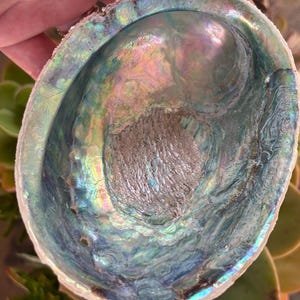 New Zealand Paua Shell | Calm Blues and Greens with Violet Highlights | Sacred Space Accent | CrystalsMEOW