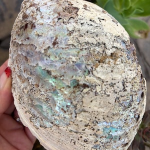 May include: A large, iridescent abalone shell with a textured surface. The shell displays a mix of colors, including white, brown, and hints of blue and green. The shell is held in a hand, with green plants in the background.
